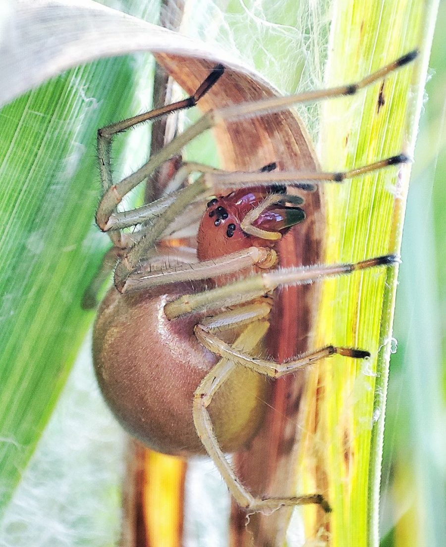 Студент рассказал о встрече в Брянской области с одним из самых опасных существ Студент рассказал о встрече в Брянской области с одним из самых опасных существ страны. Занимательной историей поделился студент магистратуры МГТУ им. Баумана, лаборант Центра по проблемам экологии и продуктивности лесов при Российской академии наук Дмитрий Фетисов. В заповеднике «Брянский лес» он повстречал желтосумого колющего паука. Это один из самых опасных пауков России. Он входит в топ-3 самых ядовитых пауко страны. Его укус сравнивают с контактом с осой, но он более болезненный. У аллергиков может наблюдаться головокружение, тошнота, покраснение вокруг укуса. Cheiracanthium punctorium – желтосумый колющий паук – является представителем арахнофауны заповедника «Брянский лес». Самки паука достигают 10-15 миллиметров, самцы – 7,5-12 миллиметров. Паук предпочитает кустарниковые открытые места, луга, береговую растительность. Паук строит убежище относительно большое и очень заметное. После яйцекладки самки не едят ничего. Но с появлением на свет паучат самка становится первой пищей для своего потомства.