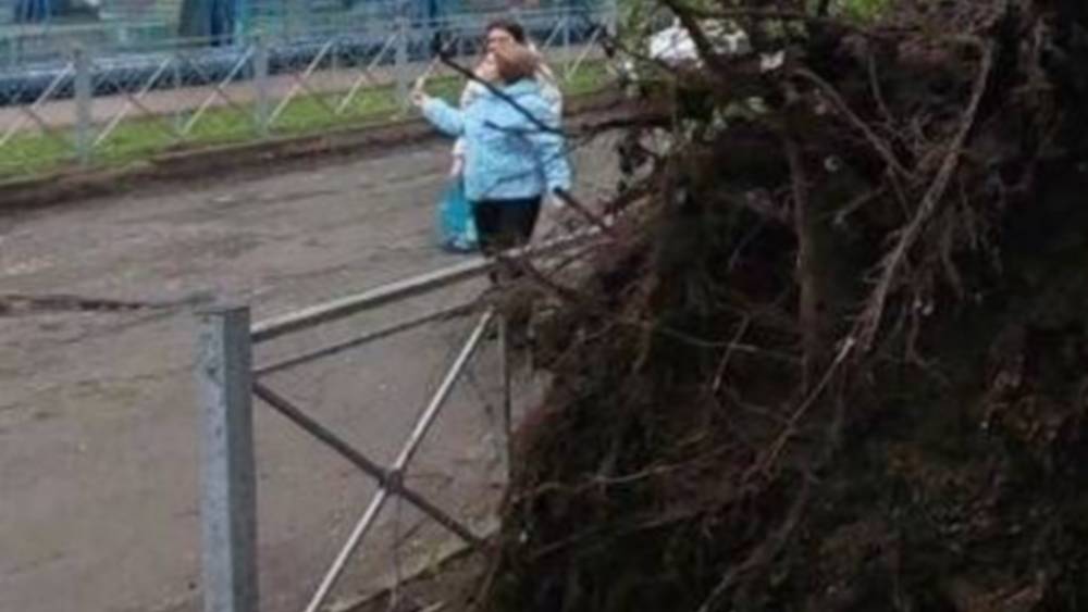 В центре Брянска во время «дубайского шторма» рухнуло дерево