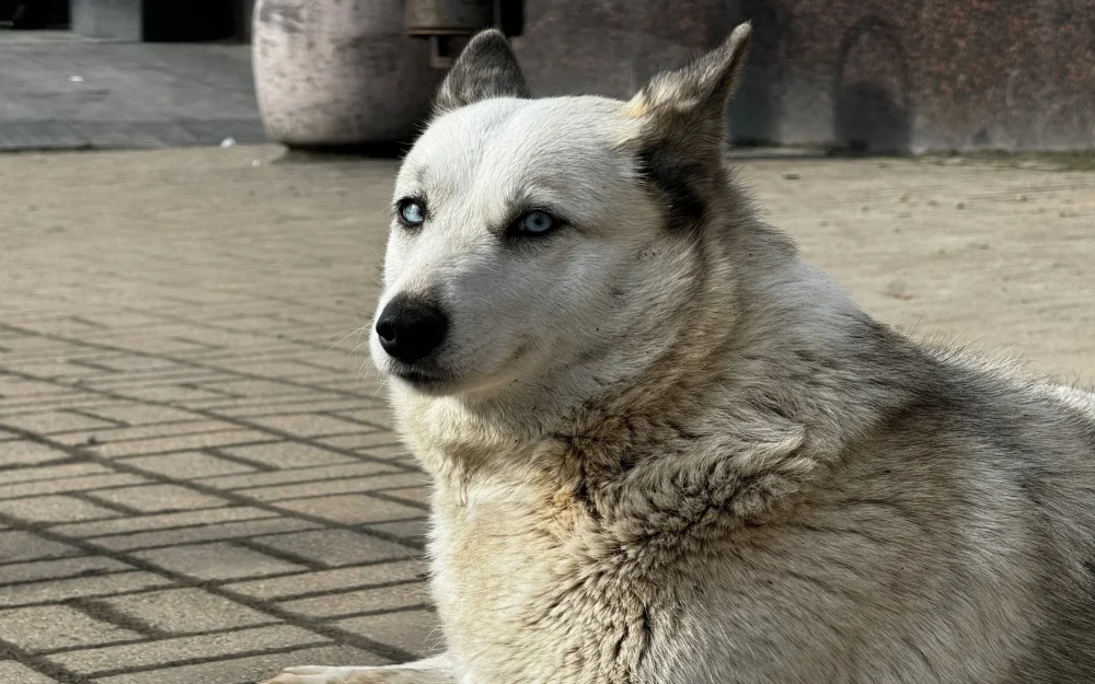 В Климове администрация района выплатила 50 тысяч рублей покусанной собакой женщине