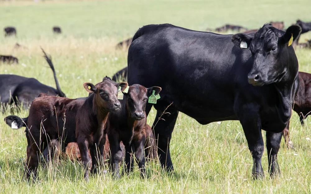 Заслуженное семейство Абердиновых сделало брянское «Куприно» самой многодетной фермой «Мираторга»