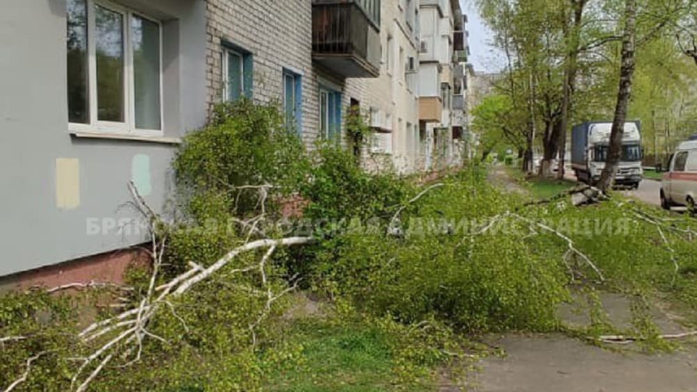 В Брянске за выходные сильный ветер повалил восемь деревьев