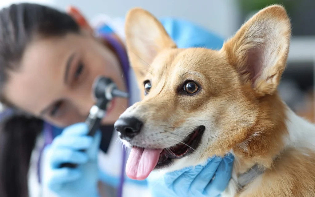 Tele2 предлагает застраховать домашних животных с новой услугой «С заботой о питомце»