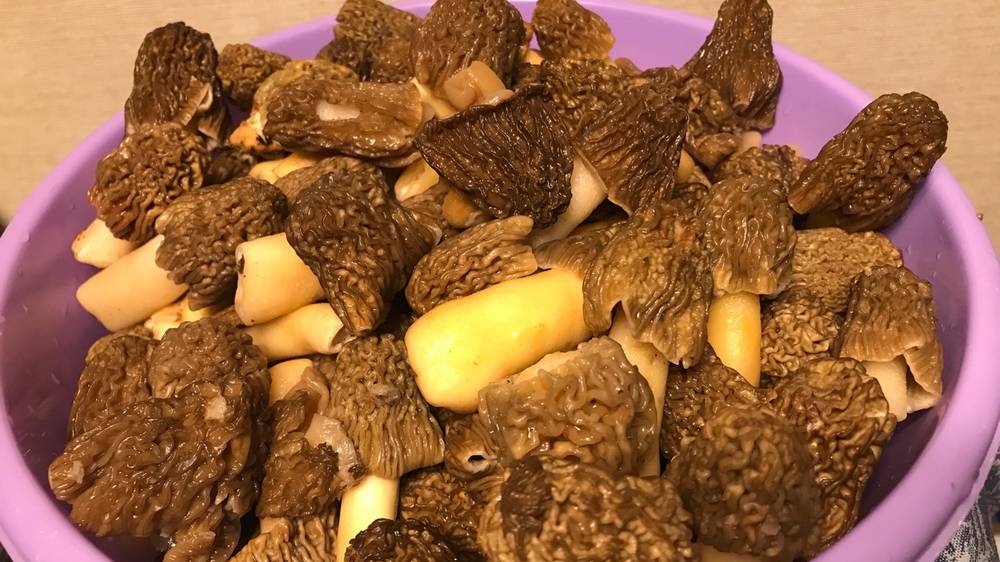 В брянских лесах появились огромные сморчки и строчки