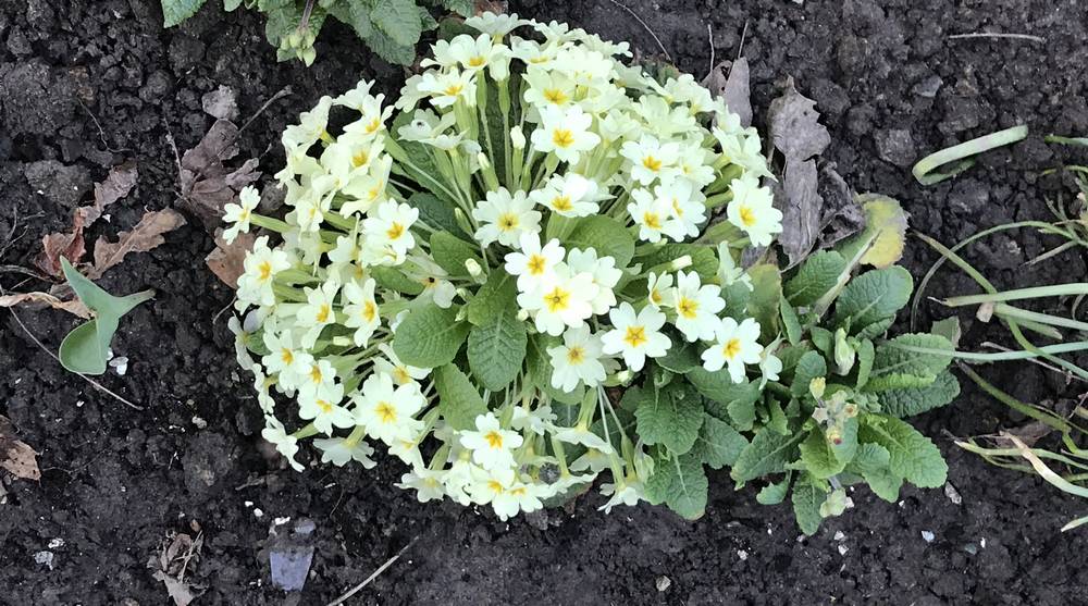 В Брянскую область вернется летнее тепло