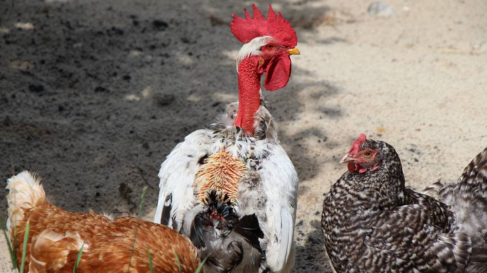 «Мираторг» информирует о ликвидации пожара на птицеводческой площадке в Брянской области