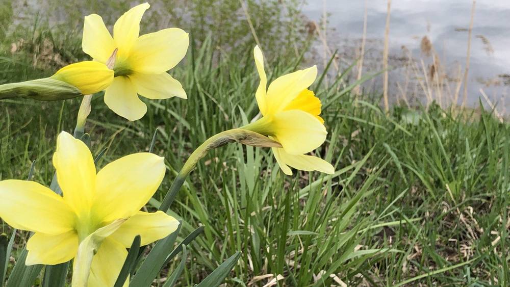 В Брянской области 18 апреля пообещали 25-градусное тепло без дождей