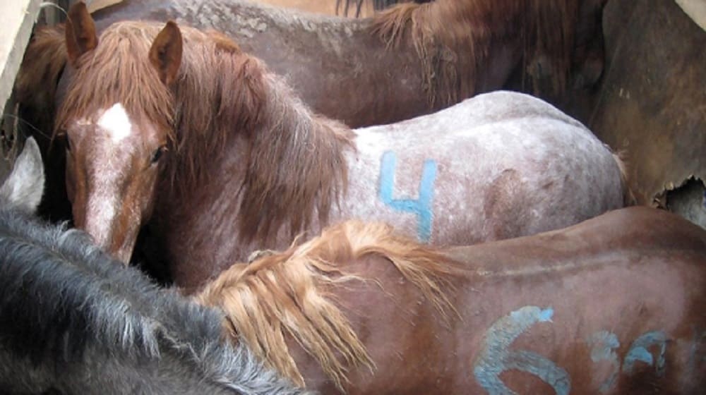 В Брянской области таможенники задержали автопоезд с 27 лошадьми