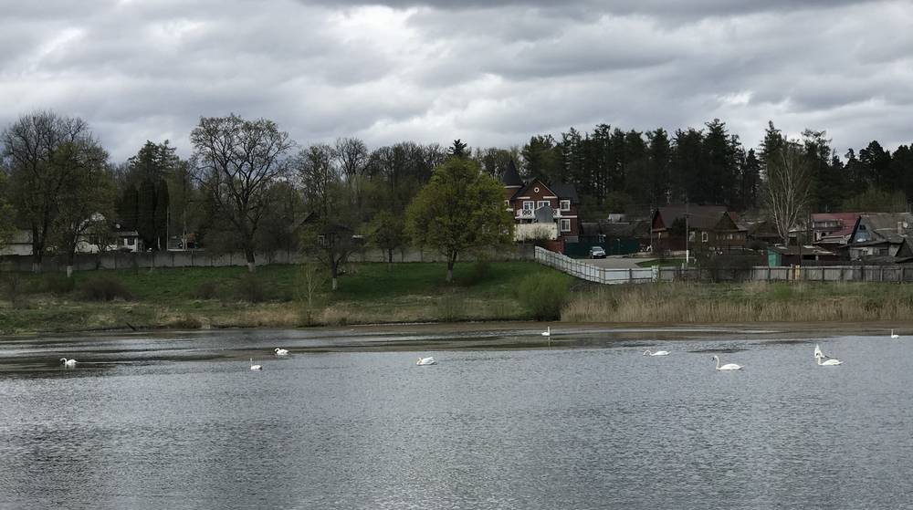 Дюжина прекрасных лебедей стала украшением княжеских Прудков в Локте