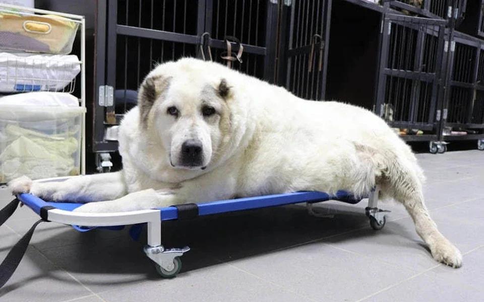 Самая толстая собака России надолго угодила в клинику