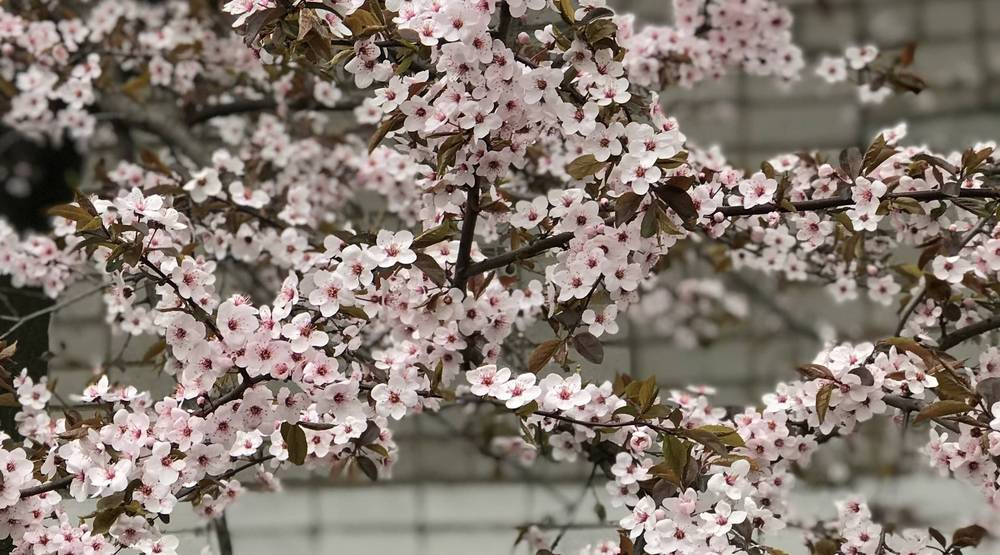 Обещанное Брянской области 27-градусное тепло растаяло