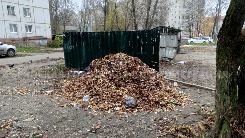 Мэрия Брянска выиграла суд у «Чистой планеты» по поводу опавшей листвы