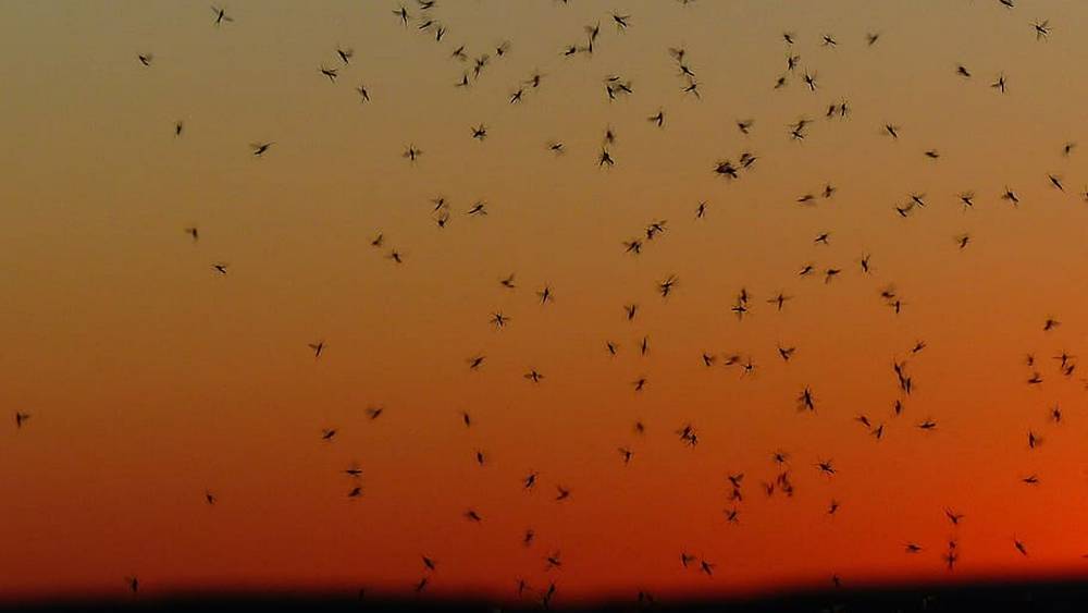 На жителей Брянской области начали нападать целые тучи кусачих мошек