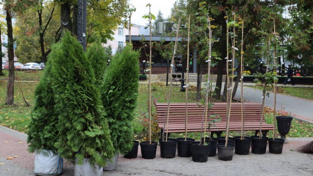 В Брянске вместо зараженных златкой 4 тысяч деревьев посадят новые