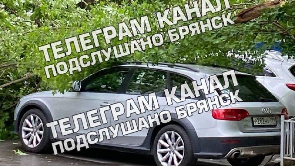В Брянске на улице Ромашина дерево рухнуло на припаркованный автомобиль
