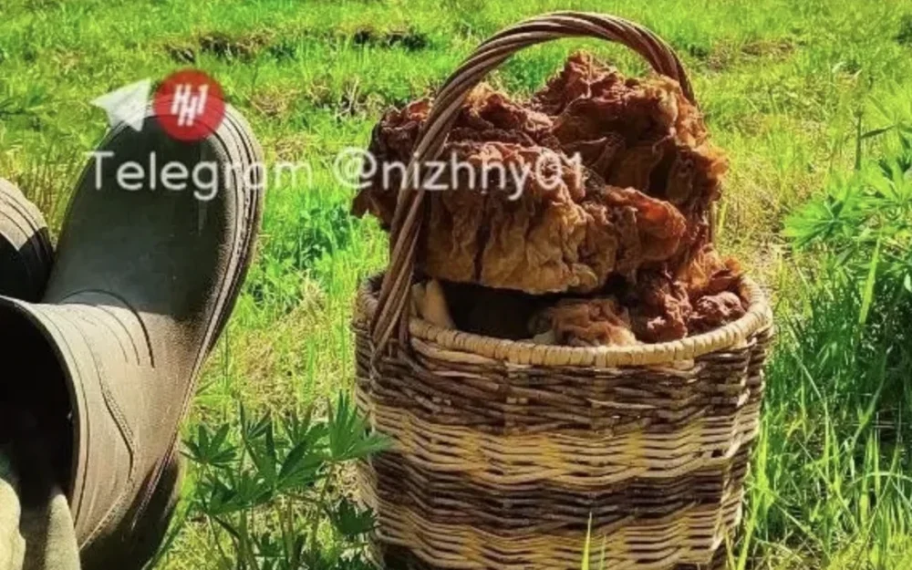 Россиянин нашел удивительный гриб в лесу