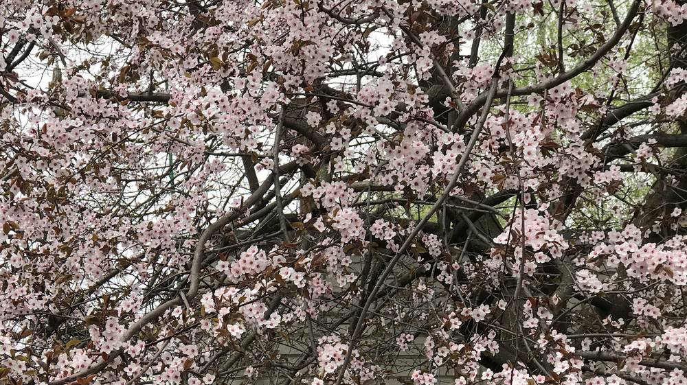 Брянскую область испытали ночные заморозки накануне Дня Победы