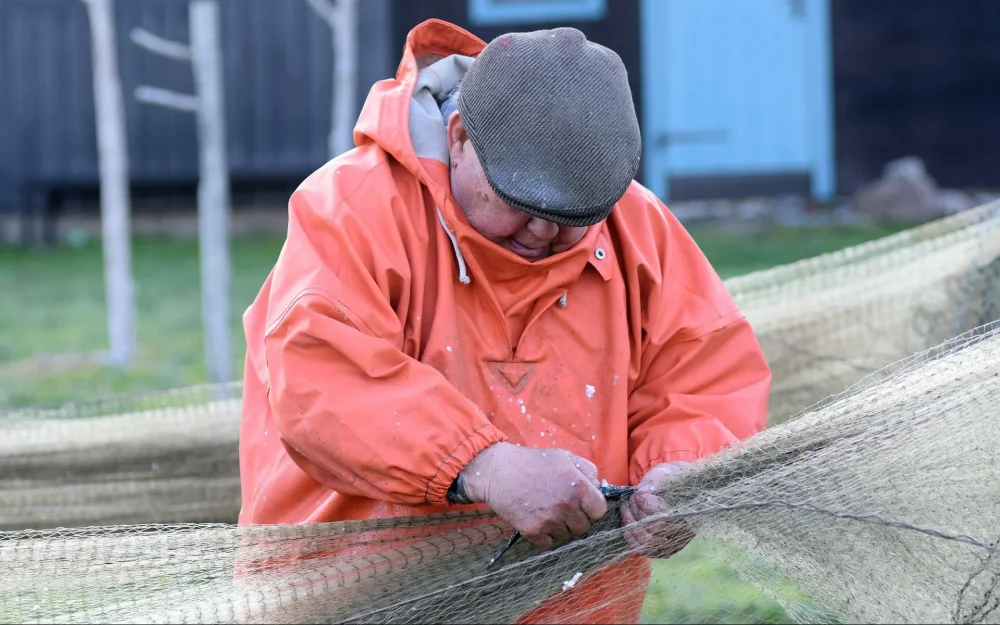 Балтийская сельдь оказалась под угрозой исчезновения из-за коммерческого разведения лосося