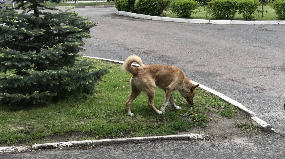 В Брянске комитет ЖКХ заставят выплатить компенсацию покусанной бродячей собакой девочке