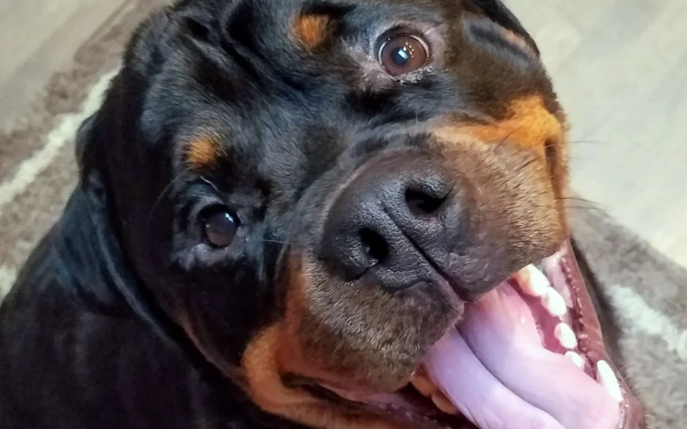 Комплексная прививка для собак: надежная защита питомца