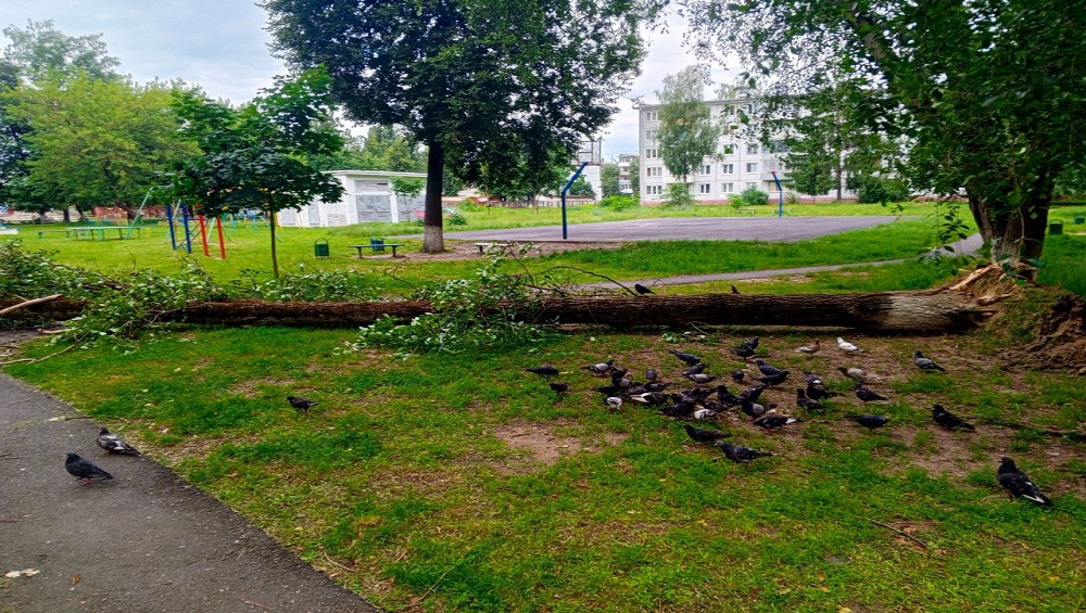 В Брянске во дворе многоэтажки огромное дерево рухнуло на пешеходную дорожку