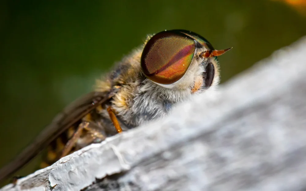 Россиян предупредили о нашествии кровожадных слепней