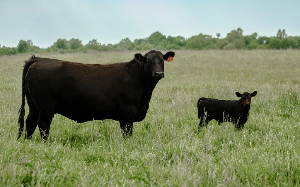 Для восстановления проекта мясного скотоводства «Мираторга» понадобятся 5 лет