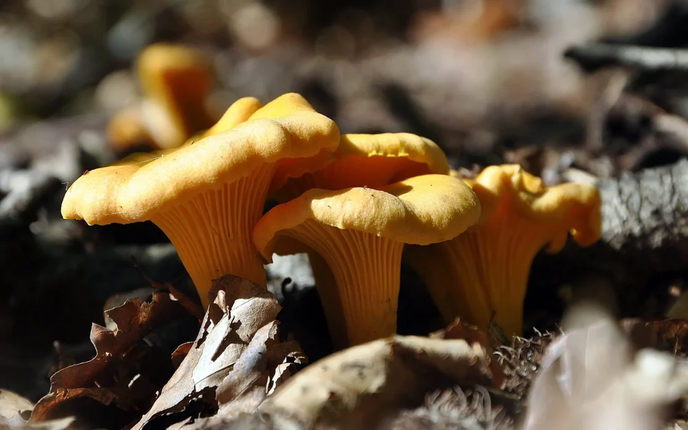 Брянский суд не смягчил приговор обманувшему 3 человек «грибному» аферисту