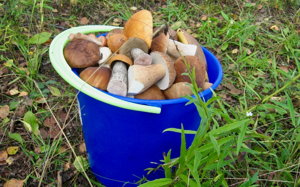 Следственный комитет напомнил брянцам о безопасности в грибной сезон