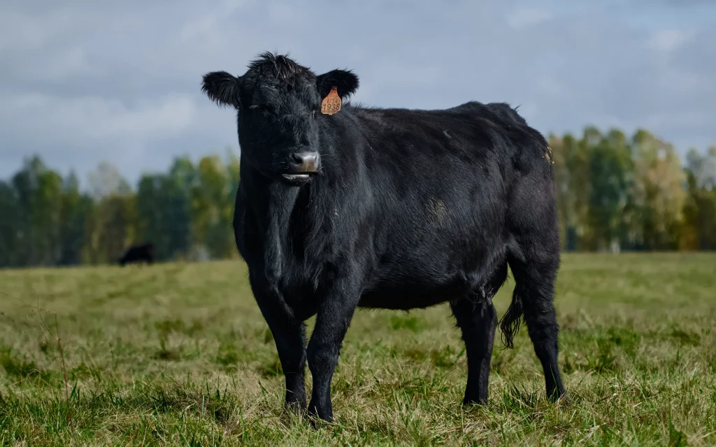 Водитель отсудил у «Брянской мясной компании» 710 тысяч за ДТП с коровой
