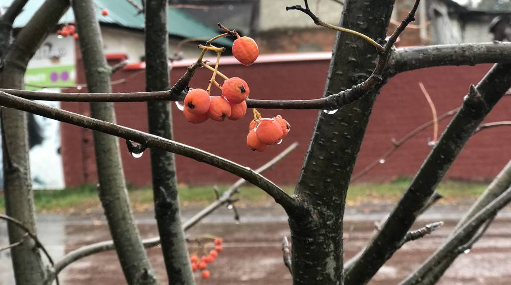 В Брянскую область 4 октября придёт 18-градусное тепло с дождями