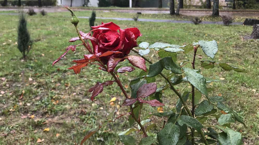 В Брянской области ночью похолодает до одного градуса мороза