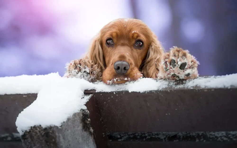 Анализ крови животных