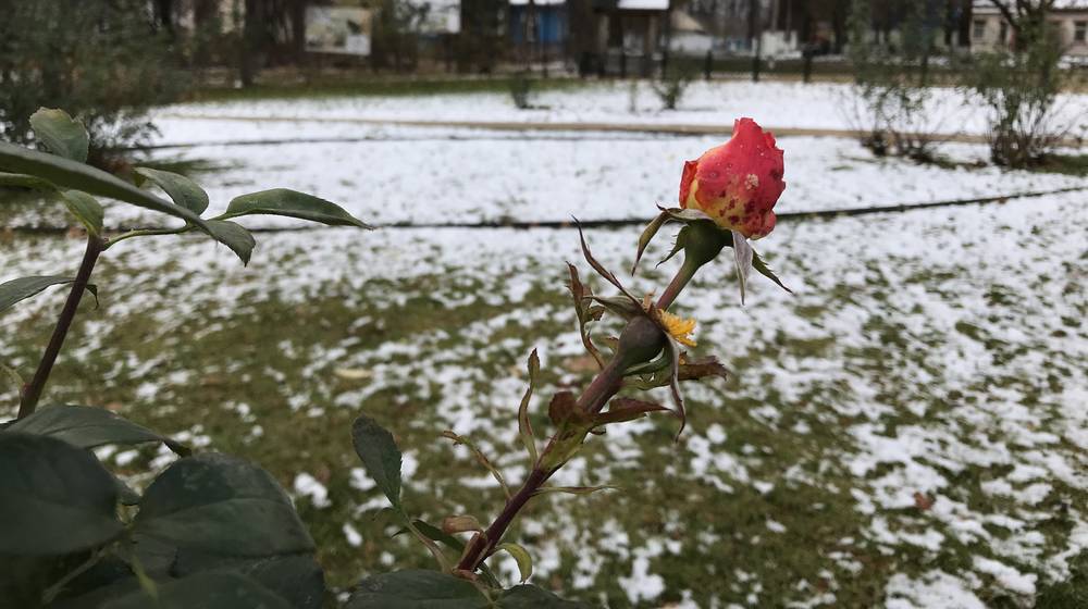 Заморозки подбираются к Брянской области