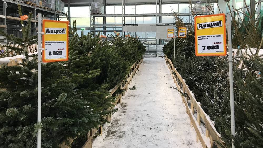 В Брянске начали продавать елочки по 12 тысяч рублей