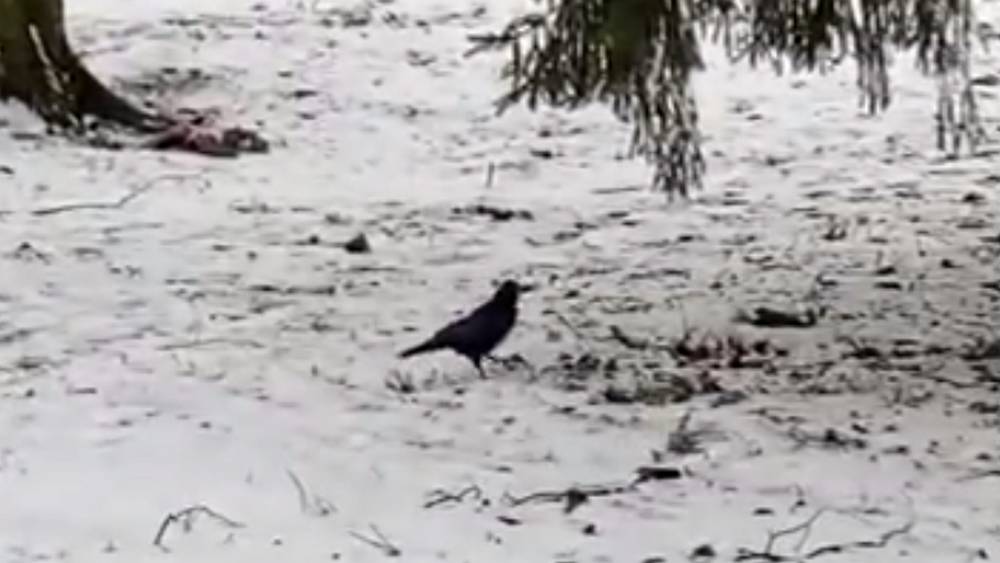 В Брянске заметили птицу весны