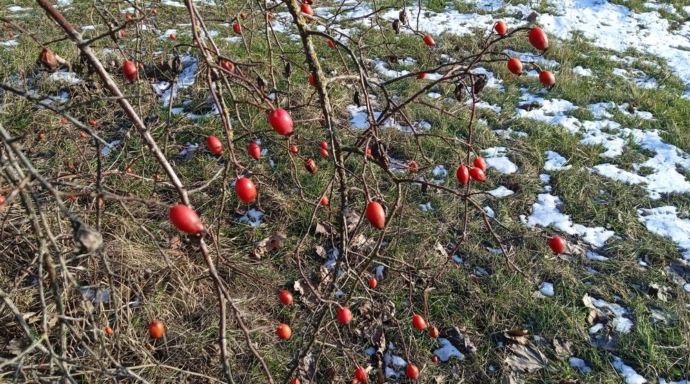 В Брянской области в ночь на 13 февраля похолодает до 14 градусов мороза