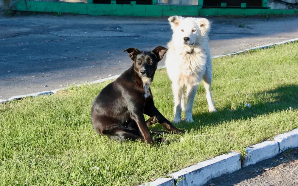 В Брянске комитет ЖКХ выплатит 40000 рублей покусанному собакой подростку