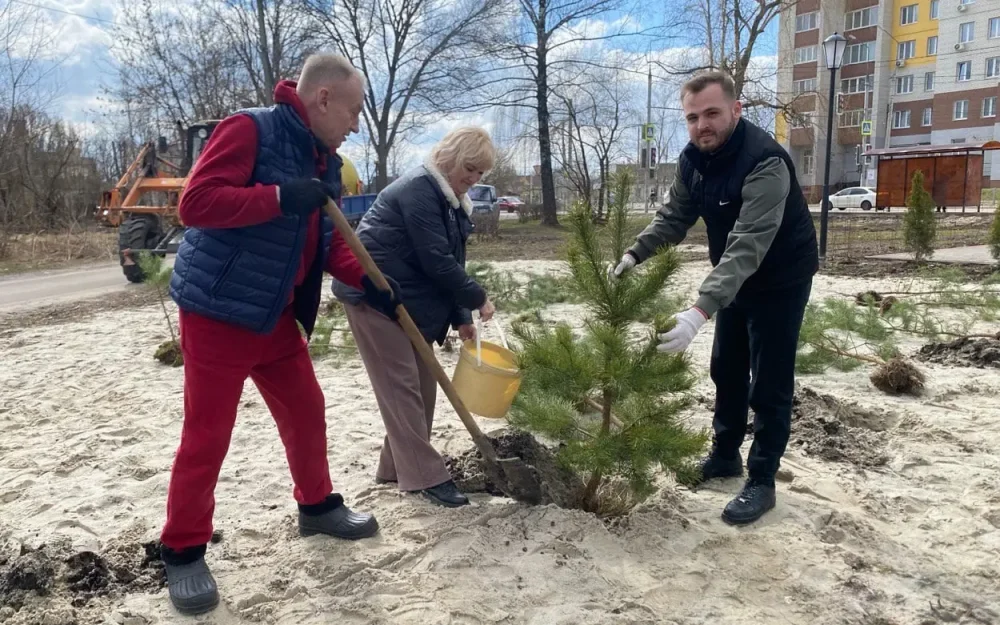 В сквере имени Виноградова в Брянске высадили 25 сосен