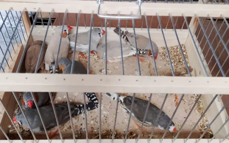 Брянским таможенникам на «охоте» попались декоративные зверюшки и птицы