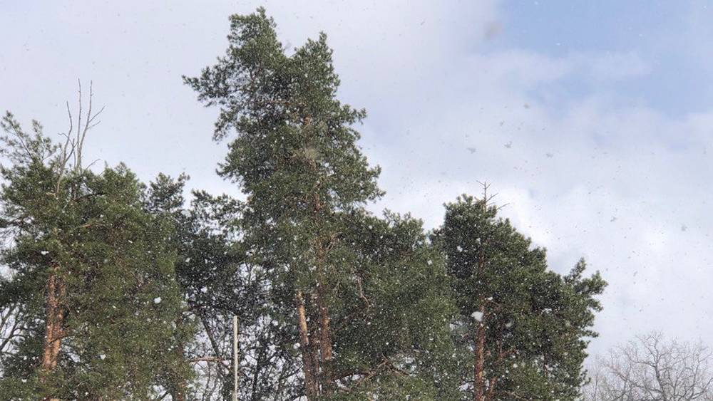В Брянской области прошел грибной снег