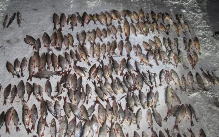 В Брянской области любителя «электрорыбалки» поймали с 245 рыбами