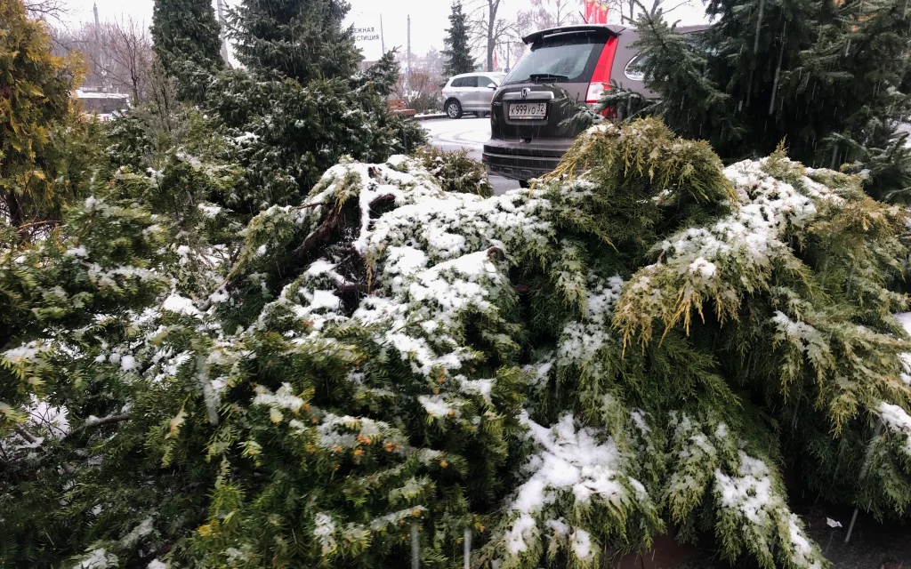 Жителям Брянской области сообщили о вторжении «арктических морозов»