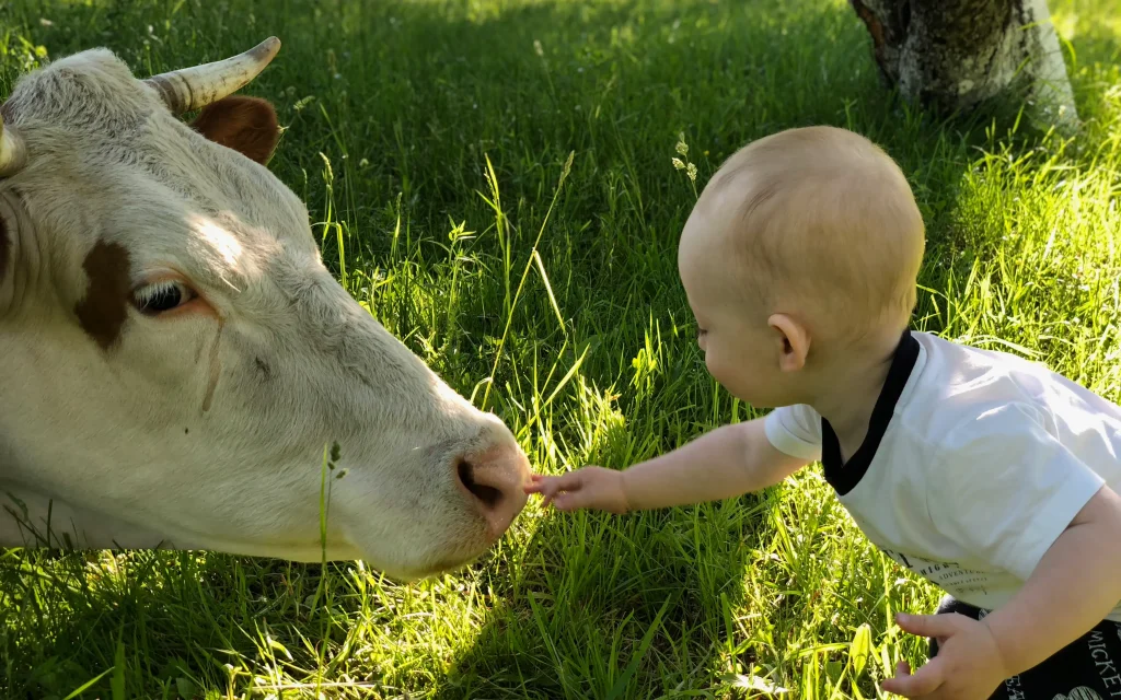 В Брянской области обозначился молочный парадокс
