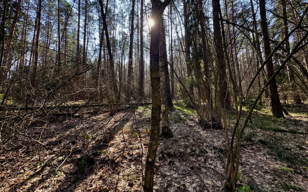 В Брянской области появился памятник природы «Орловские дворики»