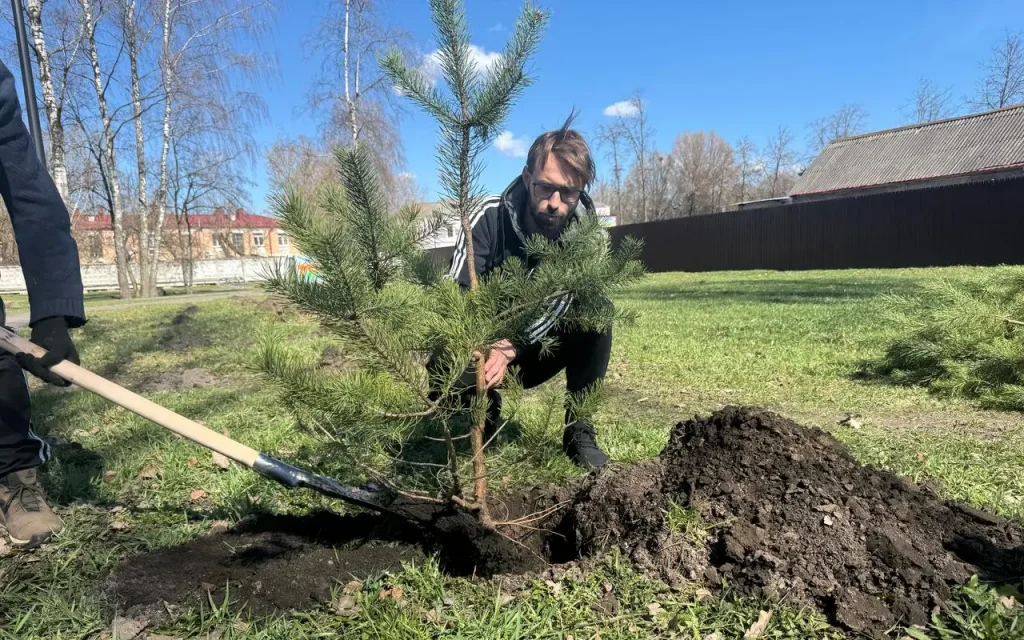 В Майском парке Брянска посадили дюжину молодых сосен