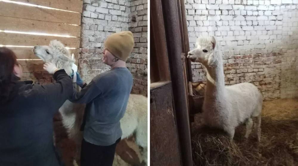 На Локотском конезаводе поселились экзотические альпаки