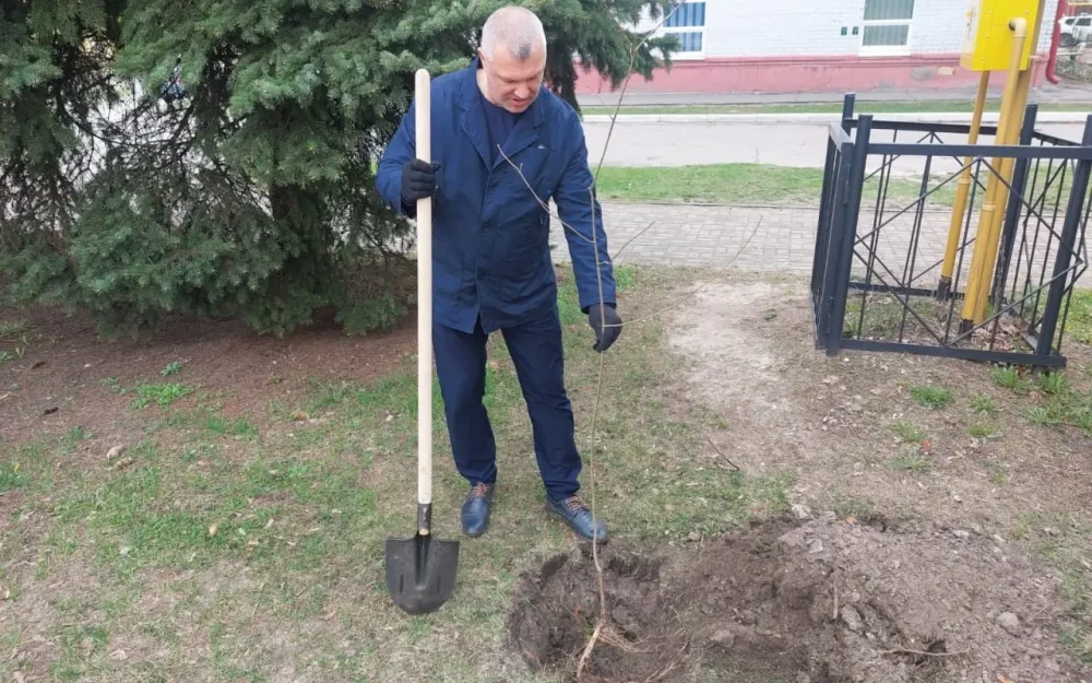 В Фокинском районе Брянска высадили 70 саженцев клёнов, берез и рябин