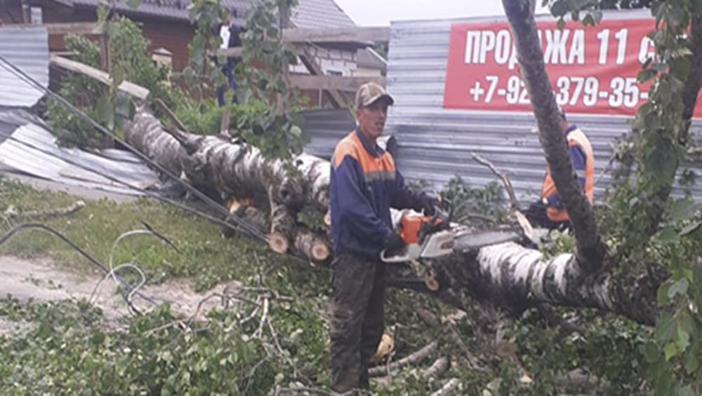 В Брянске убрали 17 из 29 поваленных сильным ветром деревьев