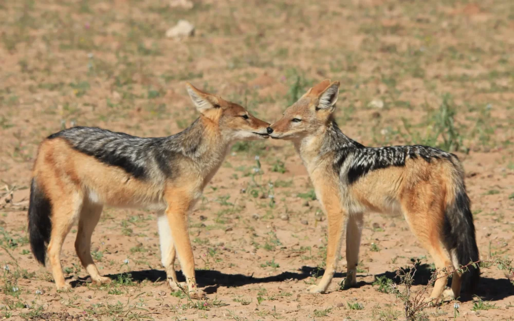 Саратовскую область заполонили шакалы