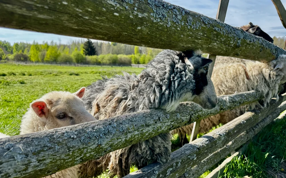 Жители Брянской области пообещали биться до крови, защищая самое ценное